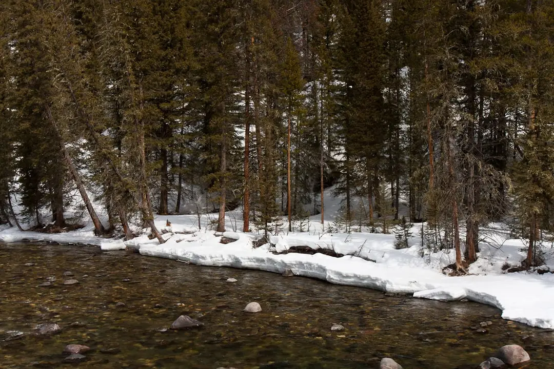 The Gallatin River near Big Sky, Montana, flowing past a snowy bank lined with conifers
